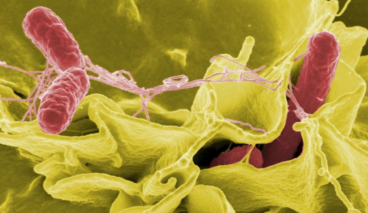 La Pampa notificó el fallecimiento de una mujer por la bacteria Streptococcus