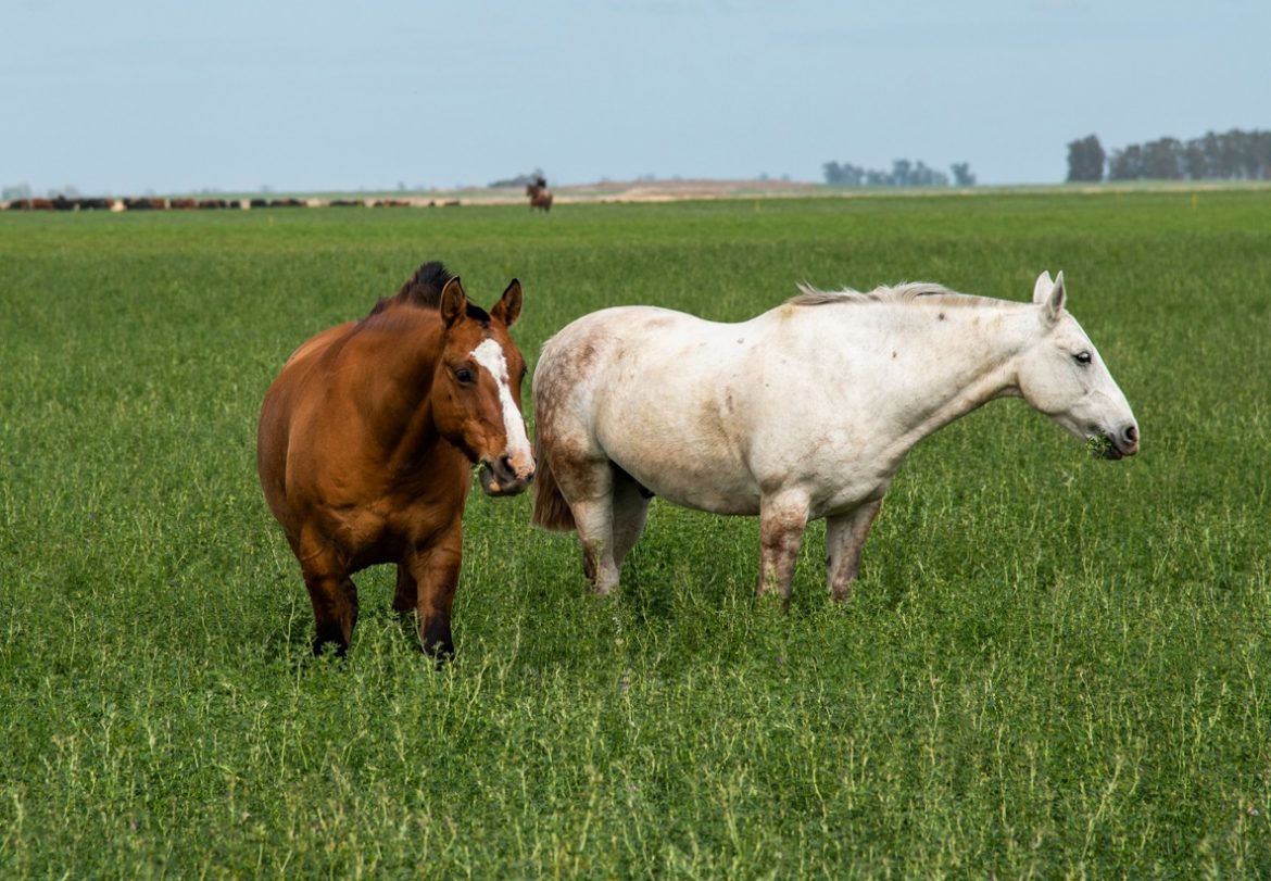 Santa Fe: confirmaron la primera persona muerta por encefalitis equina en el país
