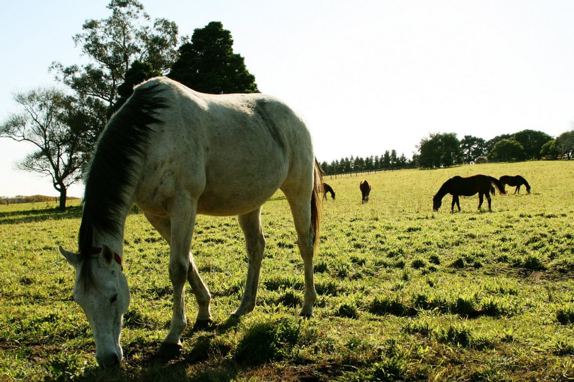 Ya hay 9 focos de encefalitis equina en La Pampa