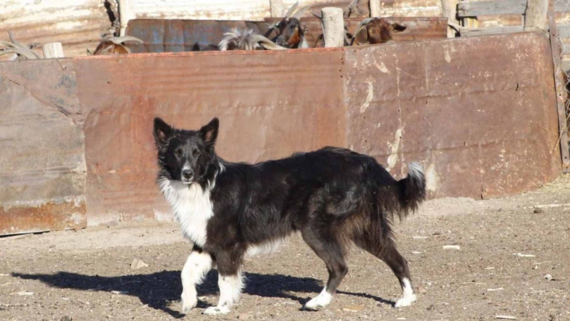 Maltrato animal: castró a Ducky, el perro de la vecina porque estaba en celo con su perra