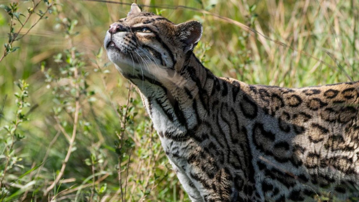 Tomi y Luna, la primera pareja de ocelotes en llegar al parque Iberá