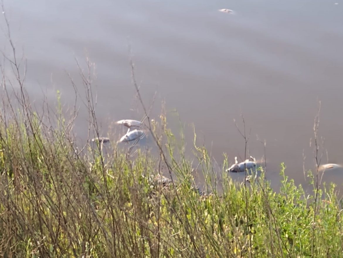 Hay una gran mortandad de peces en la laguna Don Tomás