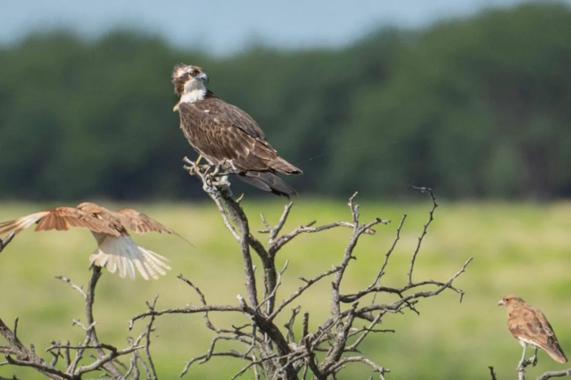 Un águila pescadora, observada por primera vez en La Pampa