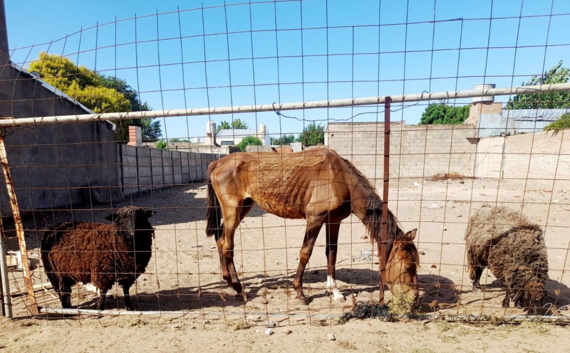 Sin agua ni comida, ovejas y un caballo raquíticos: intervino la Policía
