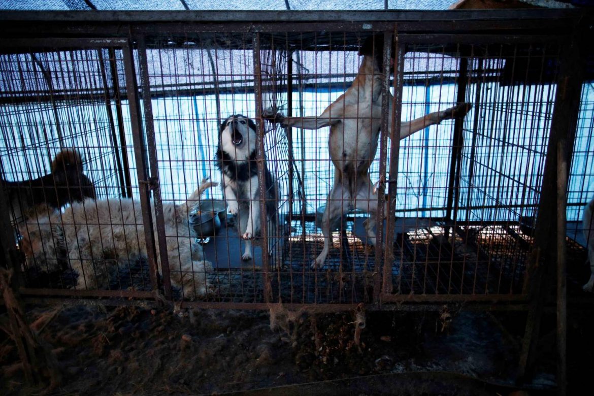 Corea del Sur: prohibirán la matanza y la venta de perros para consumo humano