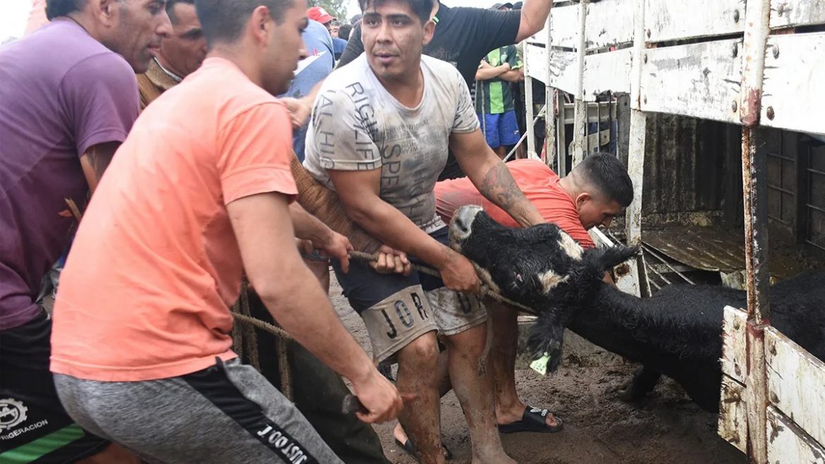 Volcó un camión de Quemú con 70 novillos en Río Cuarto: 400 vecinos los faenaron