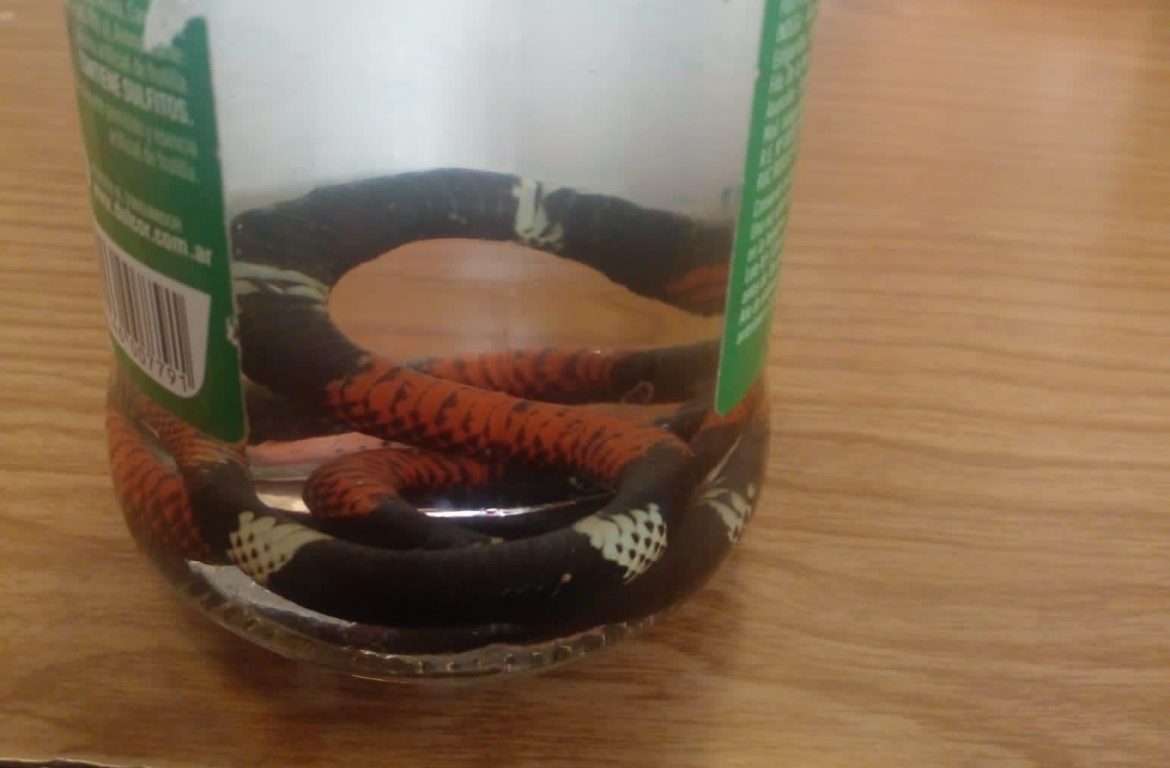 Le sacaron el respirador a la nena que fue mordida por una serpiente en 25 de Mayo