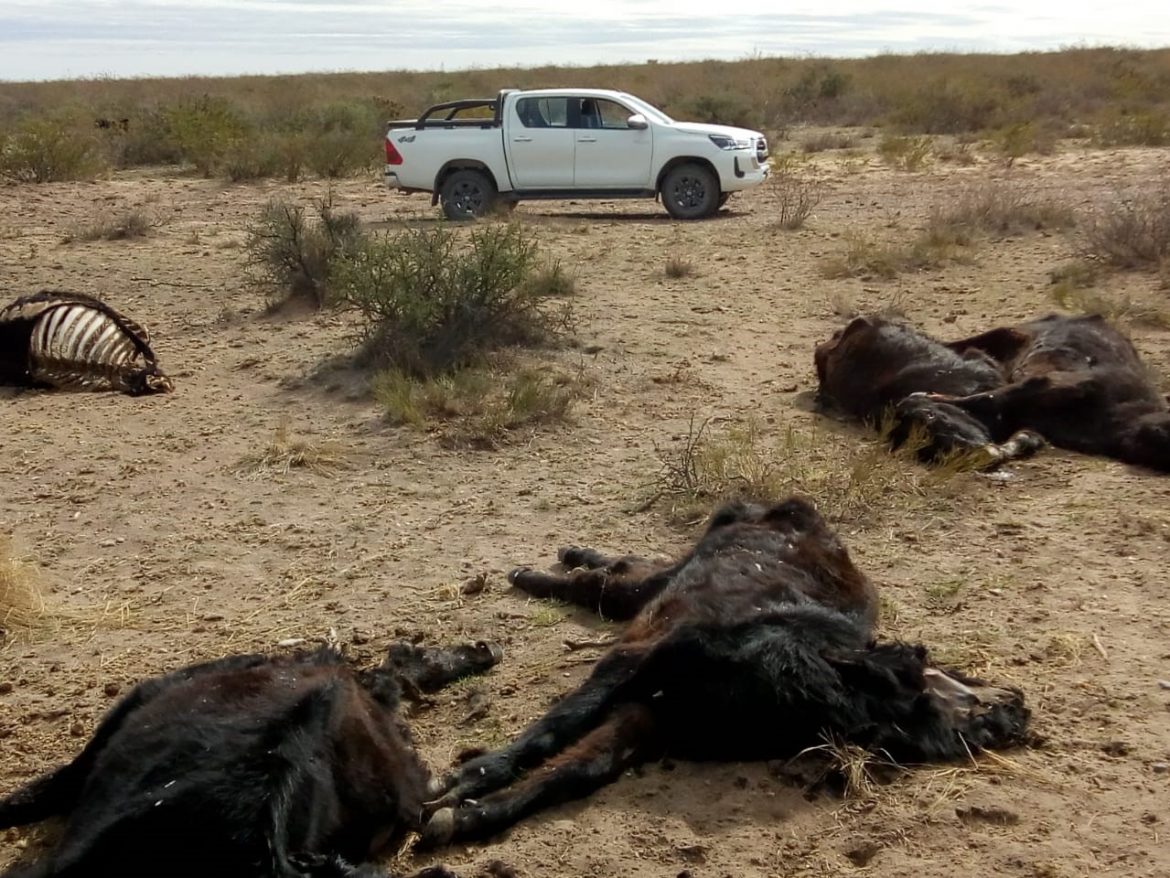 Quejas porque Nación no declara la emergencia por sequía en La Pampa: ya murieron 6 mil vacunos