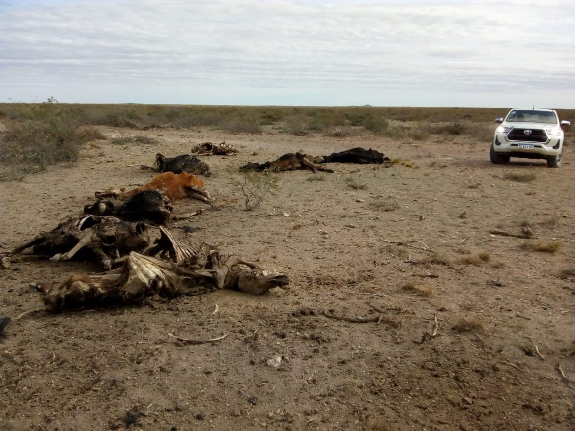 100 mil vacas menos en la zona de La Adela: “Vendemos menos guías y se cae la coparticipación”