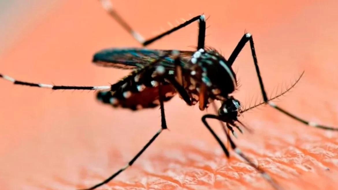 Encuesta nacional: el 60% de la sociedad cree que hubo un mal manejo de Milei de la epidemia de dengue