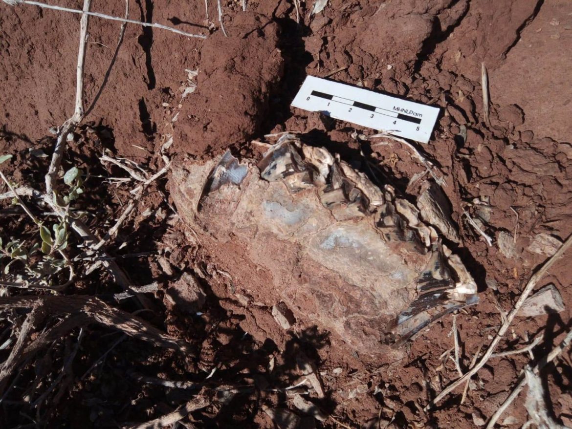 Un fotógrafo encontró fósiles de gliptodontes y de perezosos en Macachín