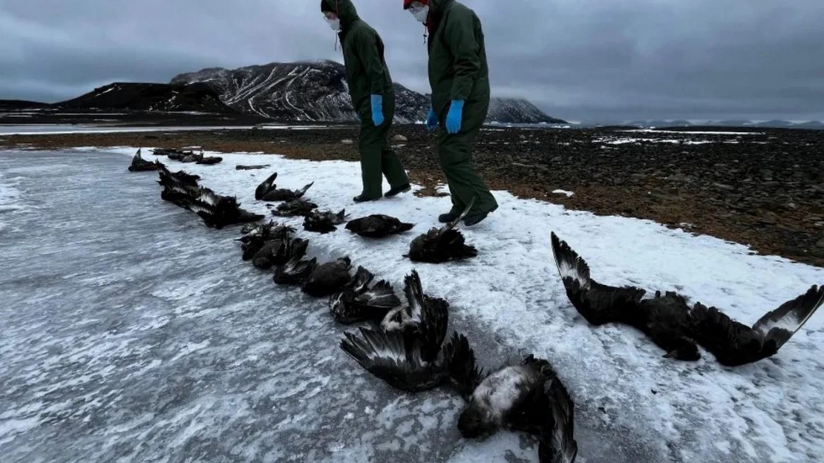 Por qué miles de pingüinos han muerto en la Antártida