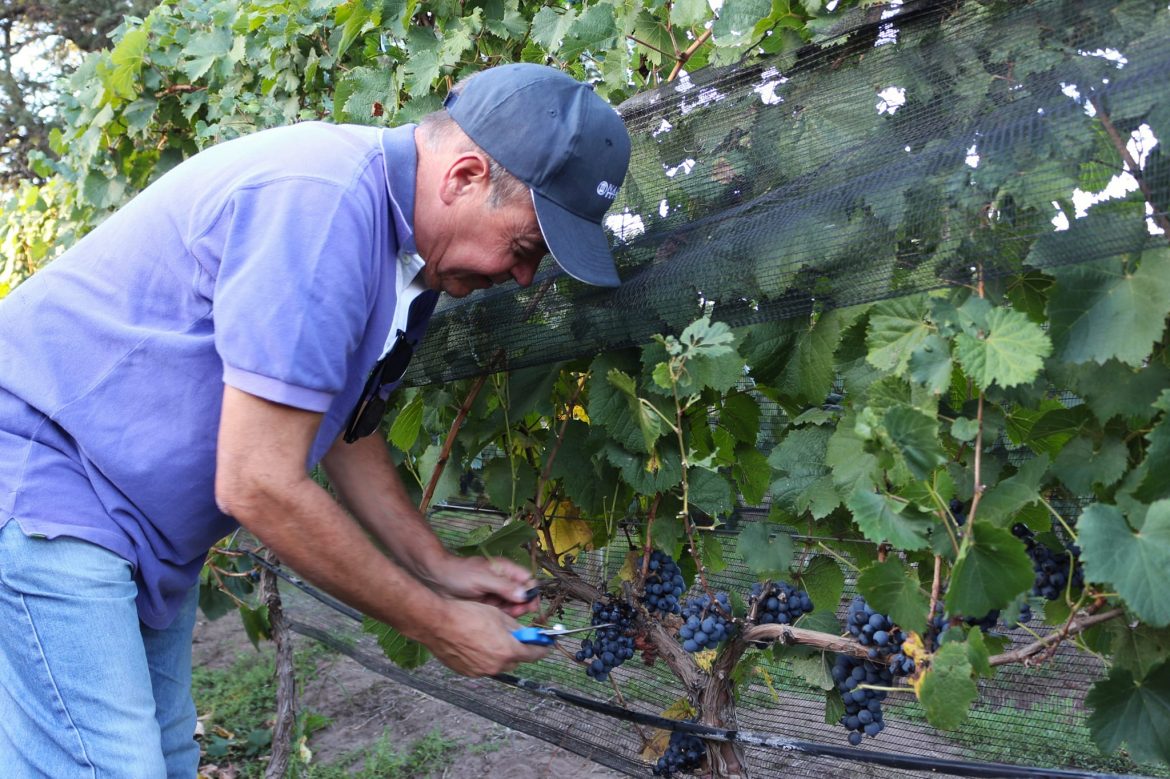 Por primera vez en Acha se realizó una vendimia abierta al turismo