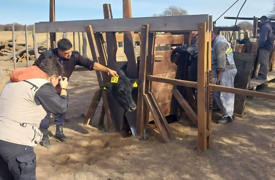 Abigeato: hacía contar dos veces las vacas para que el dueño no detectara los faltantes