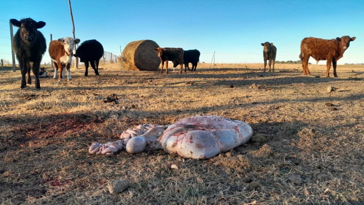 Faenaron una ternera en Relmo y escondieron la carne en un aljibe: dos acusados