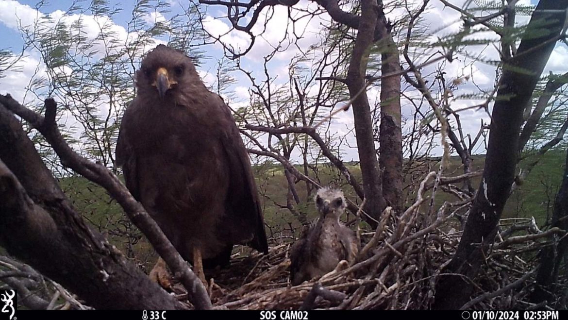 “Frodo”, un pichón de águila coronada al que le colocaron un transmisor satelital