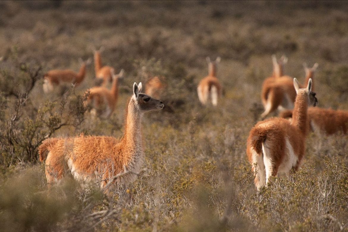 El fuerte comunicado del Conicet que desmiente que el guanaco sea una amenaza ambiental