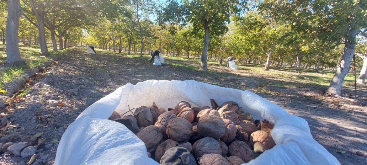 Con más de 200 toneladas, cosecha récord de nueces en 25 de Mayo