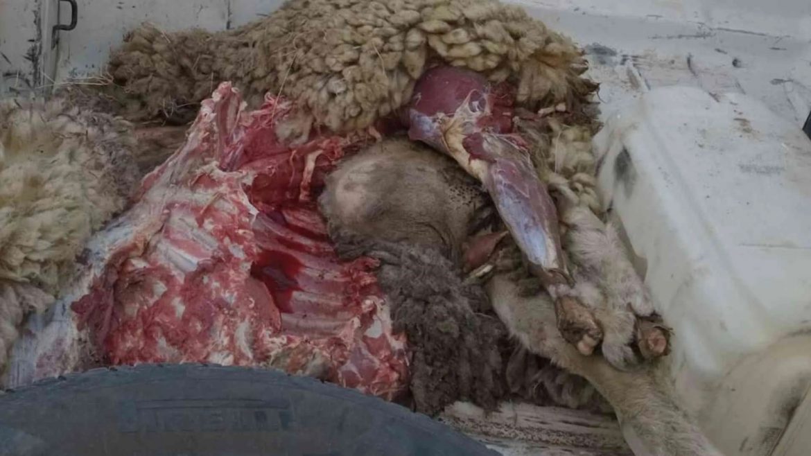 Principio de oportunidad: le carneó una oveja y ahora tuvo que pagar por el daño