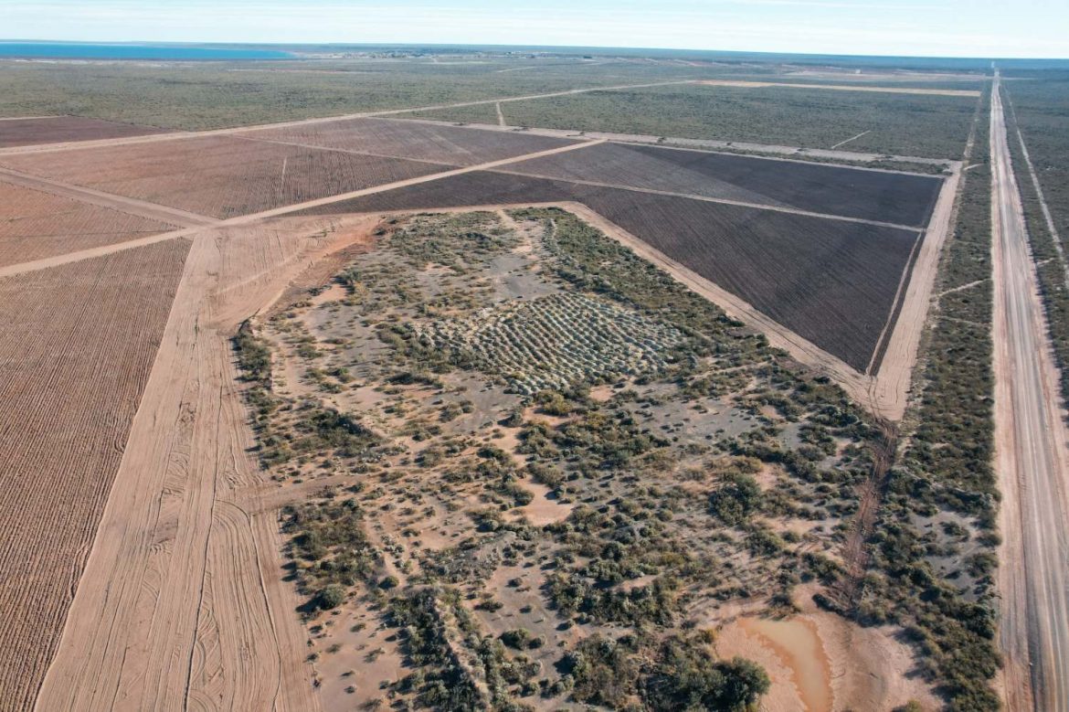 Cultivo de pistachos en Casa de Piedra: “Una decisión histórica e innovadora para la Caja Forense”