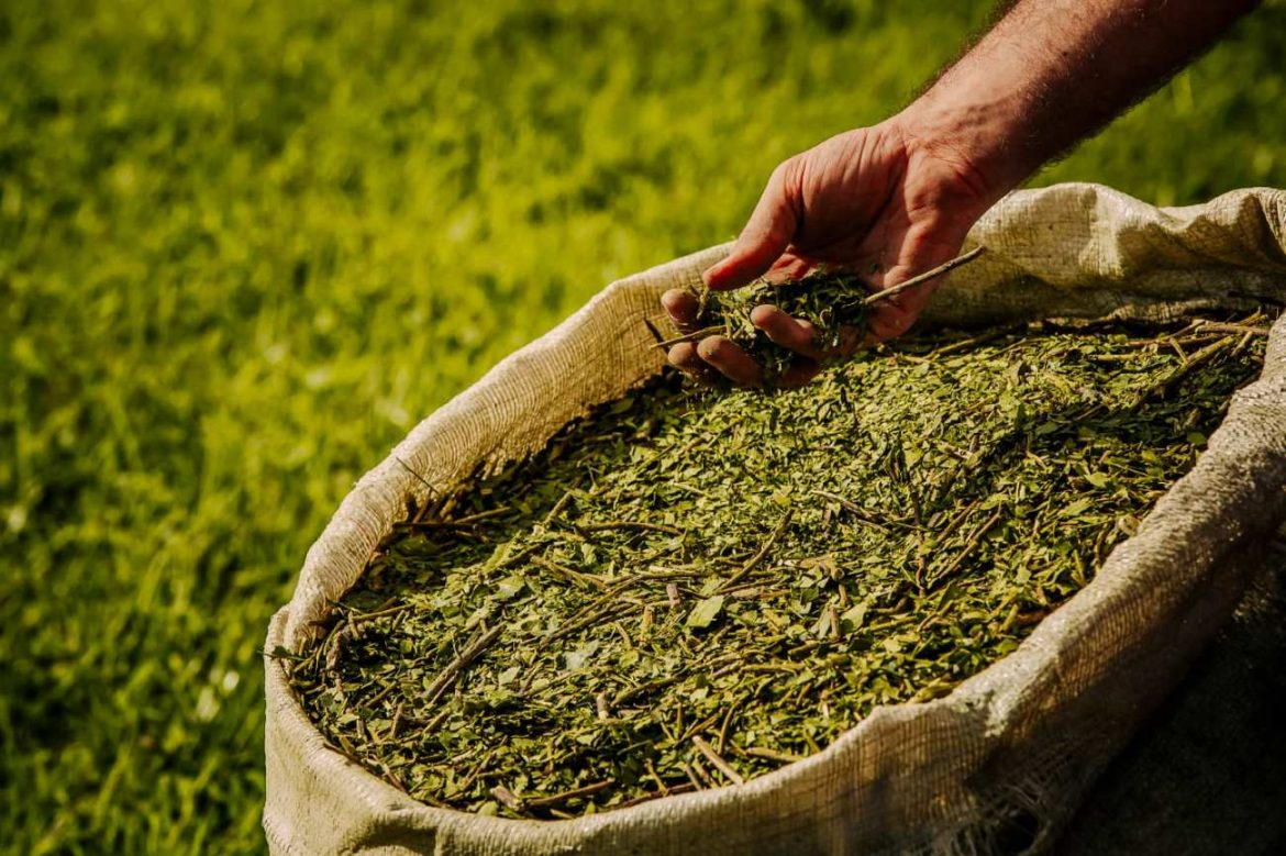 Desregulación de precio de la yerba mate: en dos meses aumentó 35%