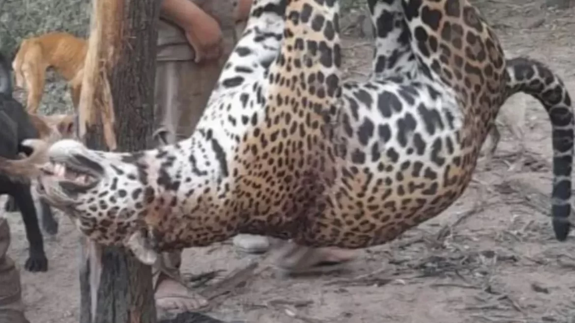 Indignación y dolor: cazadores mataron a uno de los cinco yaguaretés de Formosa