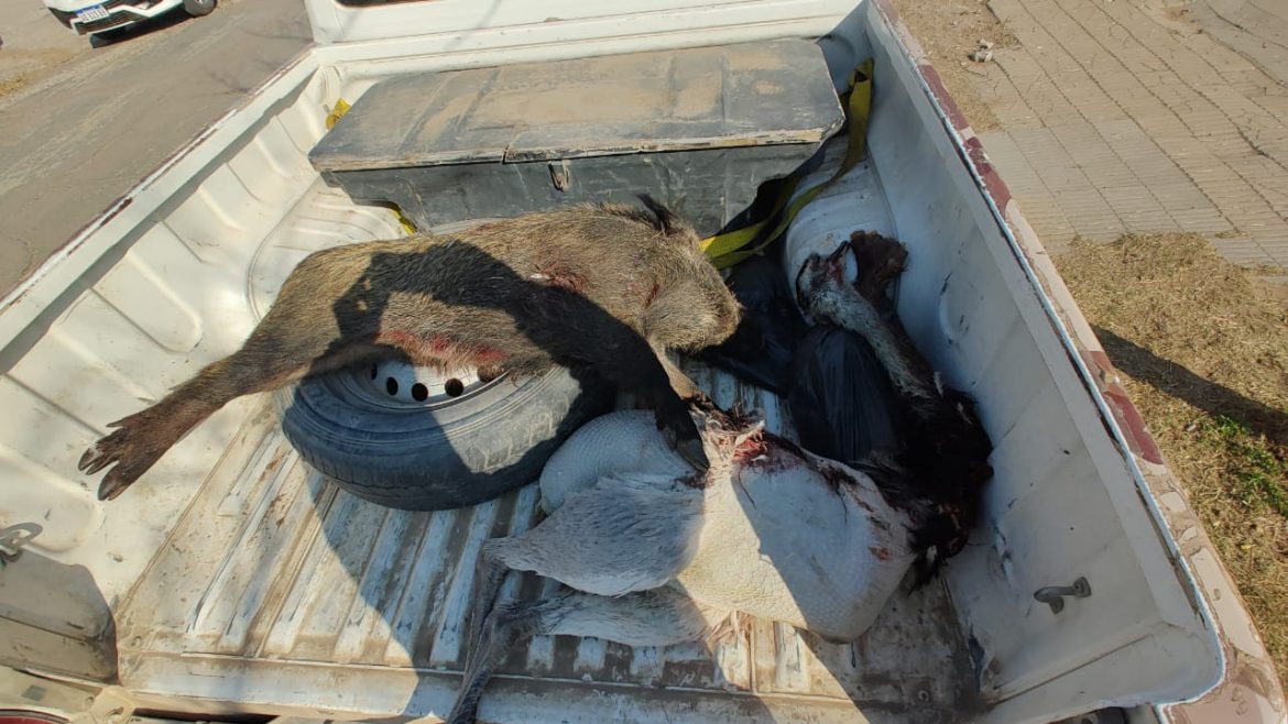 Operativos contra la caza furtiva: incautan armas, carne y vehículos