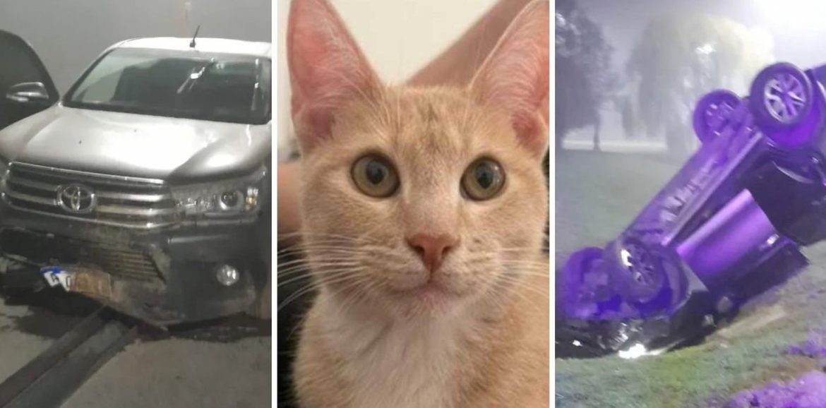 Vieron un choque y ayudaron a las víctimas, pero eran delincuentes que les robaron hasta al gato