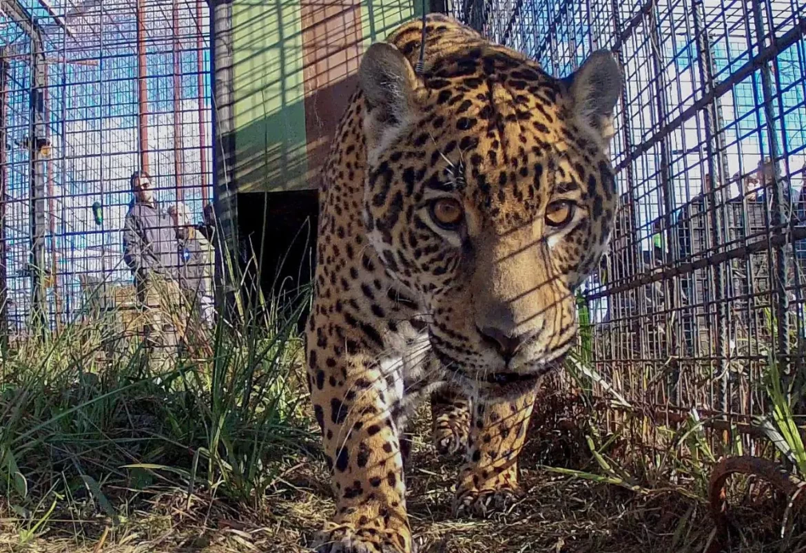 Un abogado pampeano presentó un amparo para que la yaguareté Tania y su cría vuelvan a su hábitat natural