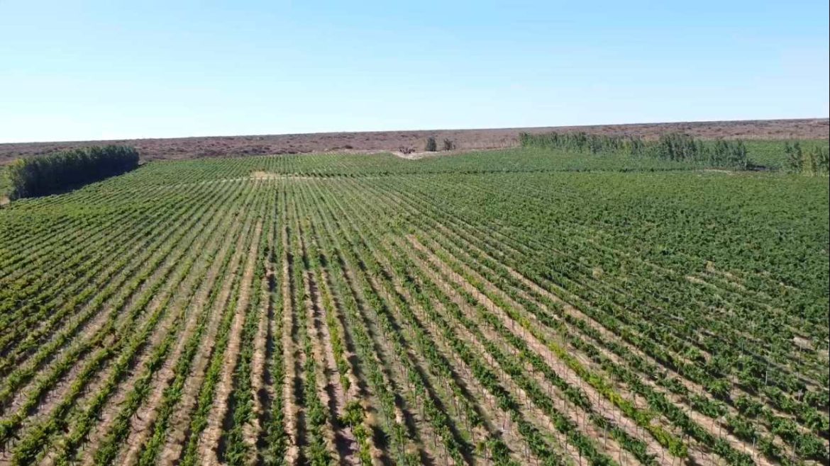 Ziliotto: “Vivimos la explosión productiva de Casa de Piedra”