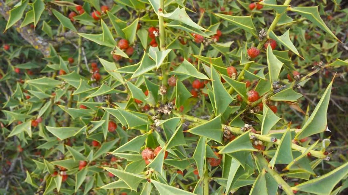 “Verano en el Museo”: presentarán libro sobre la flora pampeana
