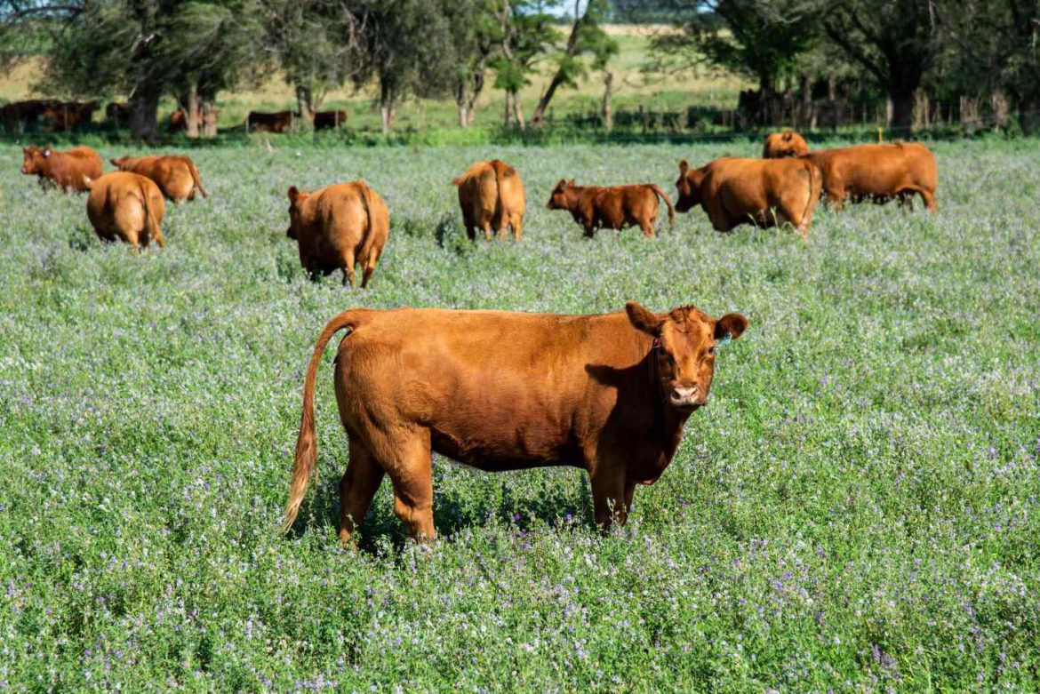 Cuáles son los números reales sobre la carga tributaria al campo pampeano