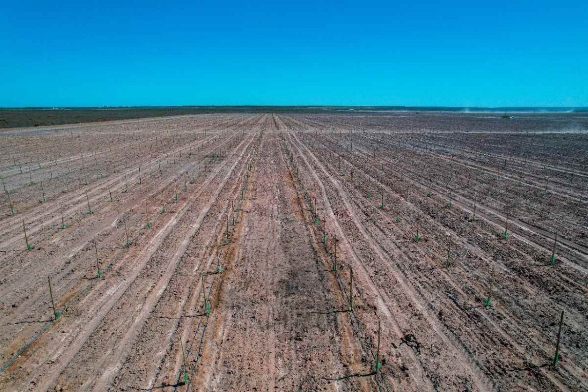 La Caja Forense plantó 42 mil ejemplares de pistacho en Casa de Piedra