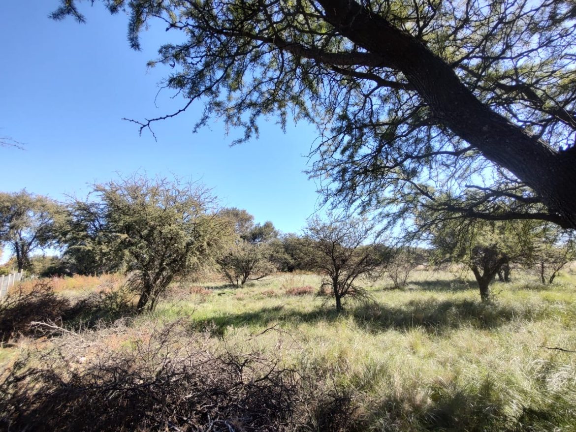 El Soem vende terrenos: vecinos preocupados por destrucción del monte nativo