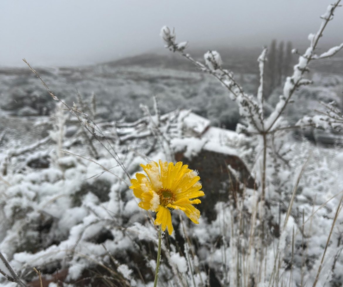 Las fotos de la nevada en el Parque Lihué Calel
