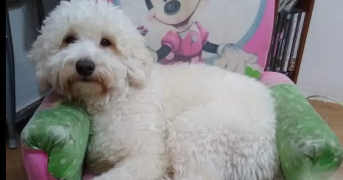 Viajaban a Tucumán, sufrieron un siniestro vial en Santa Rosa y les desapareció el caniche