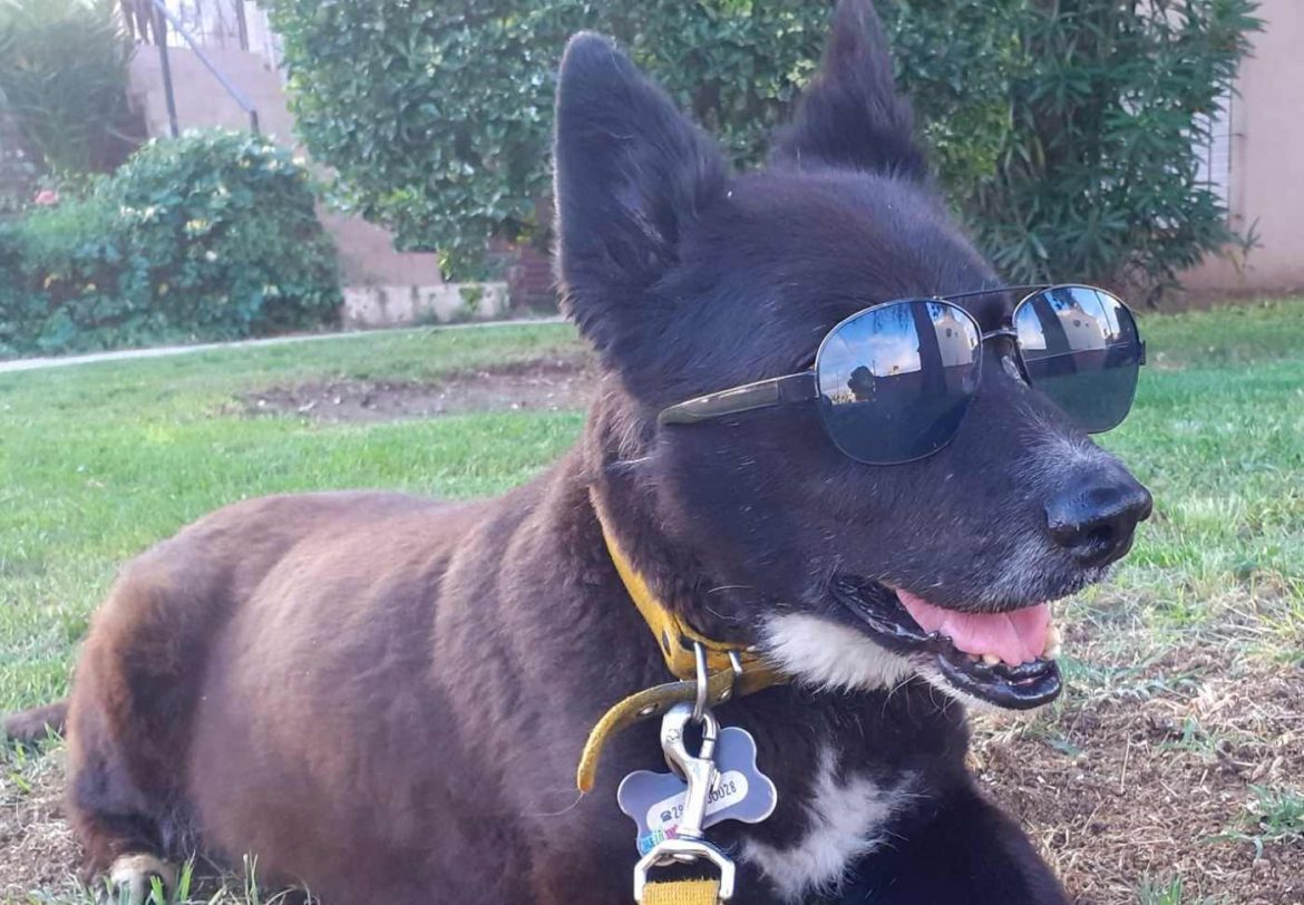 Murió Triki, el perro más famoso de Santa Rosa