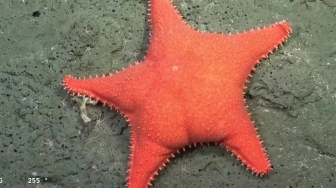 Estrella culona: el meme del Conicet que tiene más imagen positiva que cualquier político