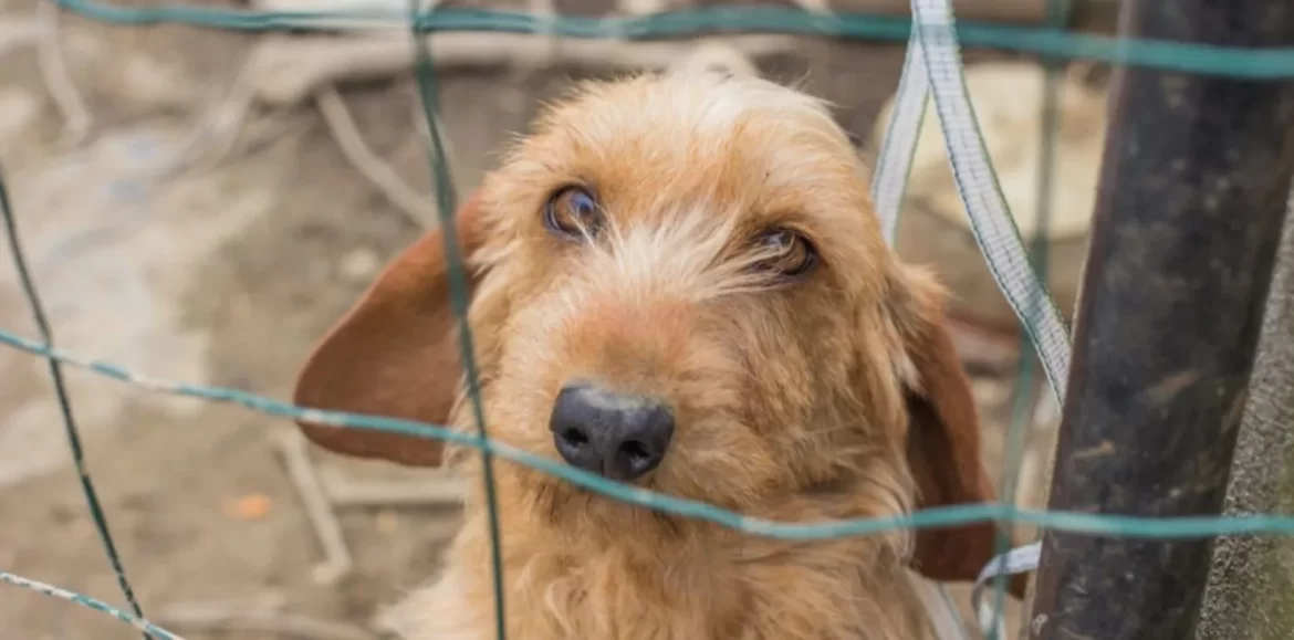 Proyecto en Diputados para crear un registro nacional de maltratadores de animales