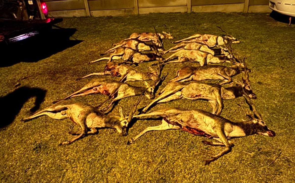 Caza ilegal en La Pampa: en una camioneta llevaban 12 antílopes muertos