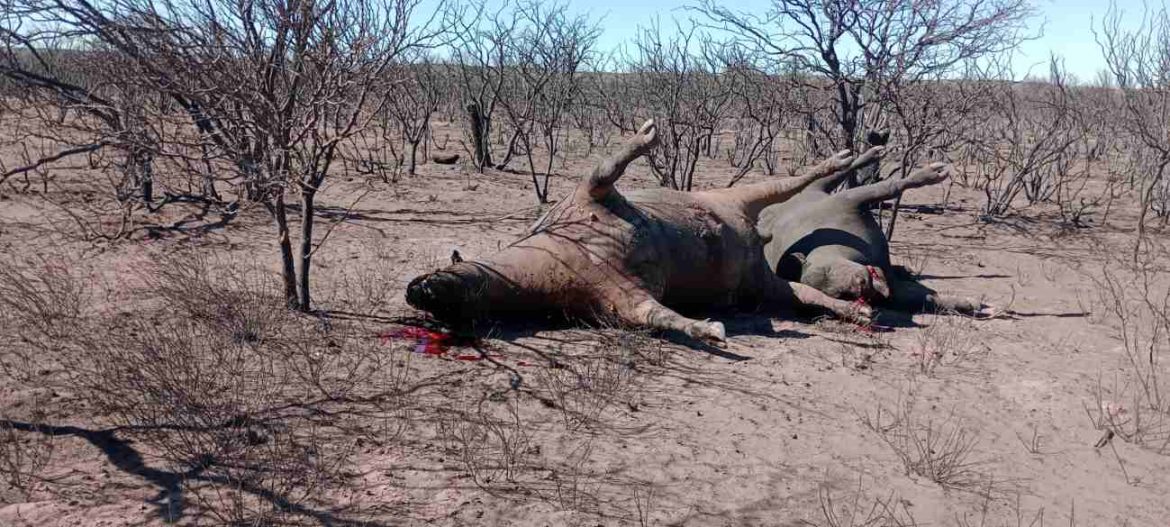 La desolación y la muerte por los incendios de campos que afectan a La Pampa