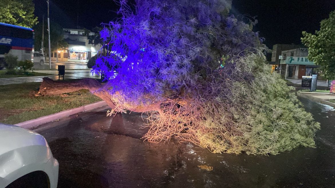 La tormenta provocó caída de árboles y postes de luz en Santa Rosa