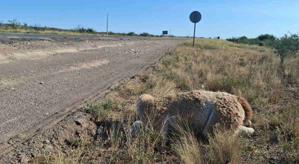 Guanacos, ñandúes y otros animales atropellados por autos y camionetas en el Parque Lihué Calel
