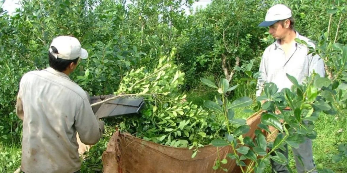 Productores yerbateros amenazan con el desabastecimiento si no mejoran los precios de la materia prima