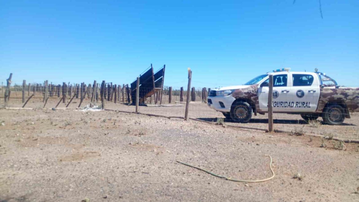 Algarrobo del Águila: les robaron vacas y las encontraron en un remate por YouTube