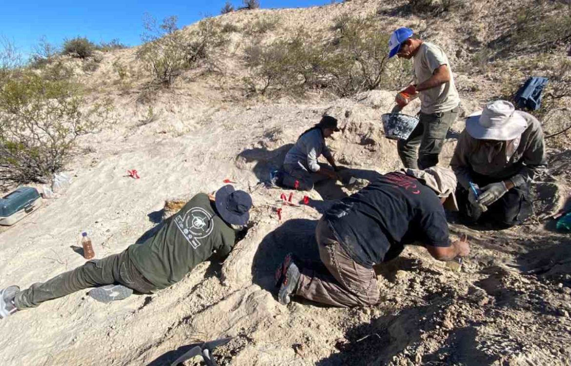 Hallan restos de un titanosaurio en 25 de Mayo