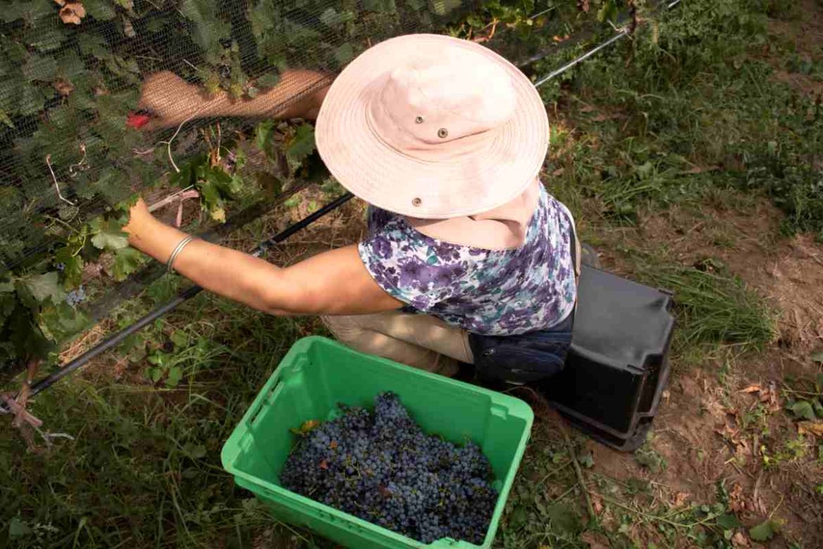 Carne, vinos y miel: Lovera busca crear la Denominación de Origen Pampeana
