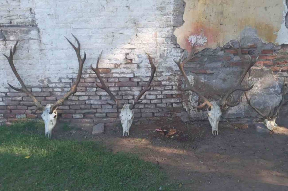 Telén: secuestran armas y trofeos por presunta caza ilegal