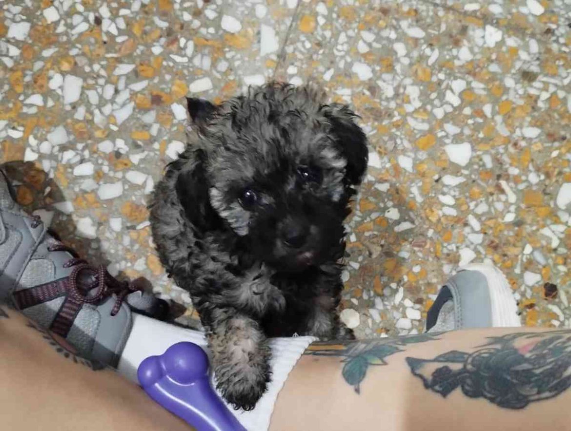 Entró a robar a un departamento en Santa Rosa y se llevó una perrita