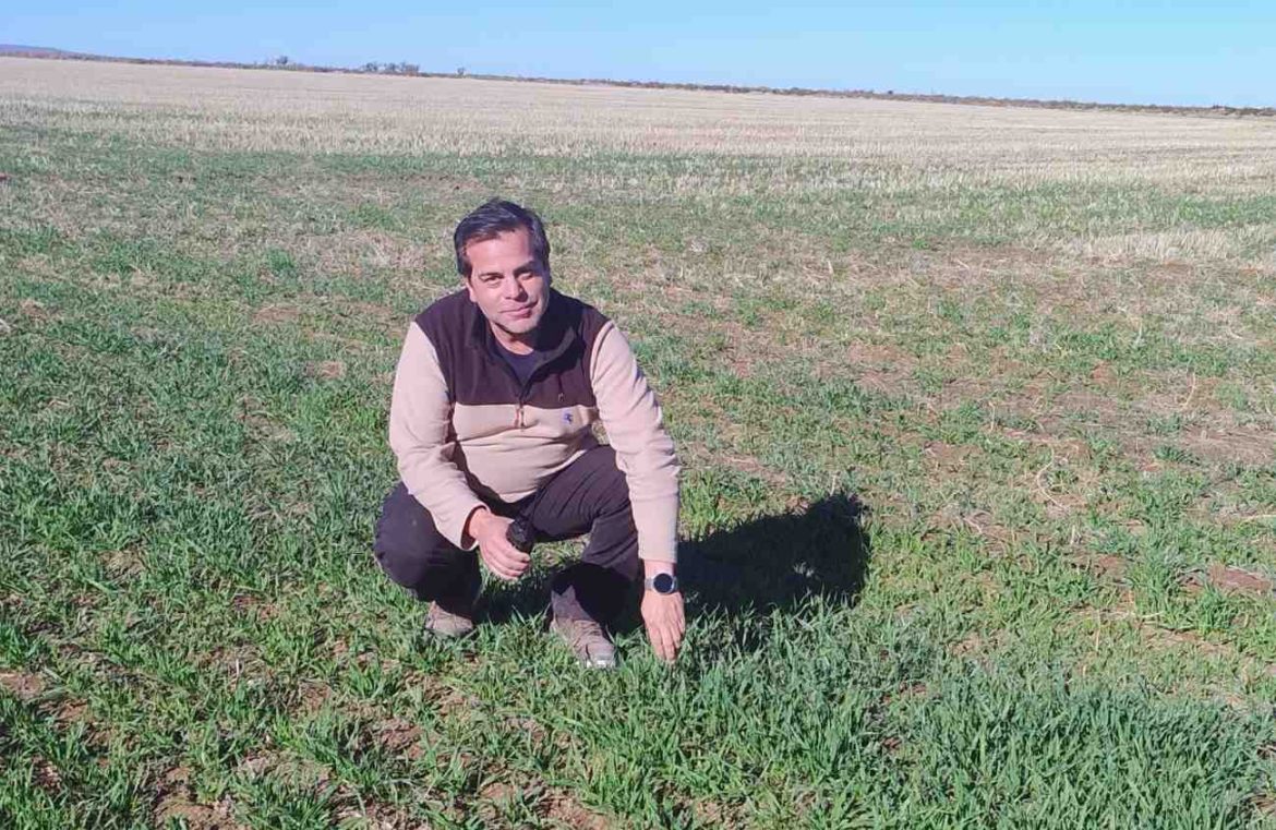 Exportaron alfalfa desde 25 de Mayo a Emiratos Árabes y buscan más mercados